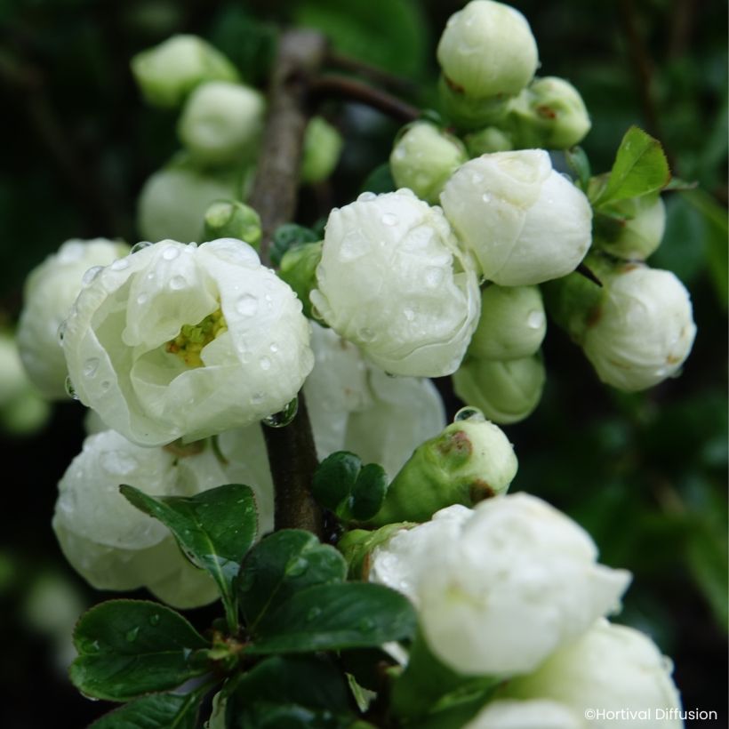 Cognassier du Japon - Chaenomeles speciosa Double Delice Pure (Blüte)