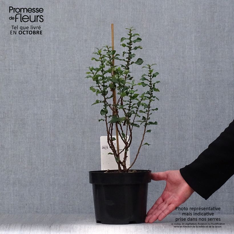 Exemplar von Zierquitte Red Kimono - Chaenomeles speciosa Topf mit 4L/5L wie im Herbst geliefert