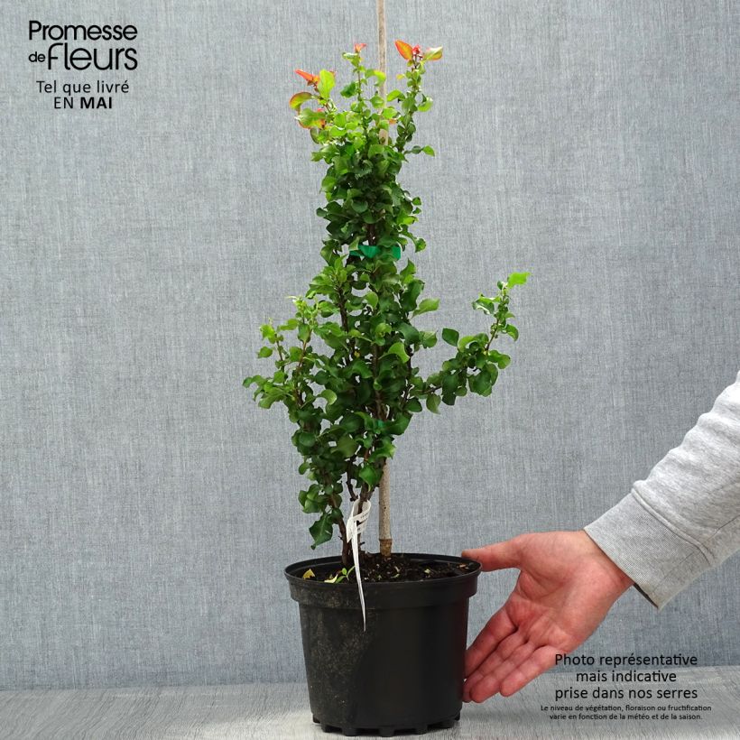 Exemplar von Zierquitte Red Kimono - Chaenomeles speciosa Topf mit 4L/5L wie im Frühjahr geliefert