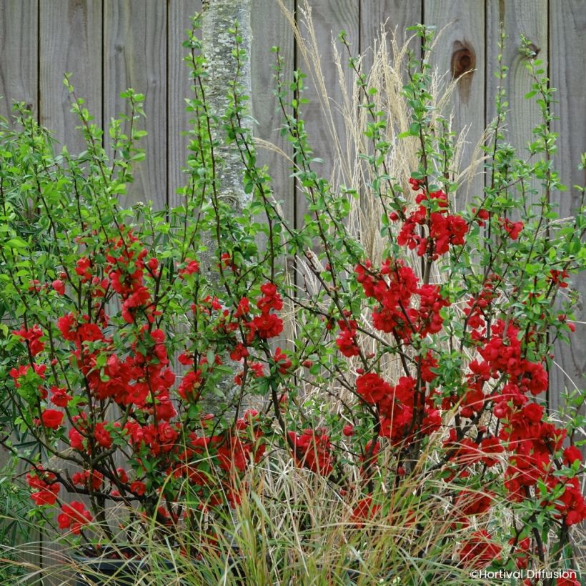 Cognassier du Japon - Chaenomeles speciosa Double Delice Rouge Baiser (Wuchs)