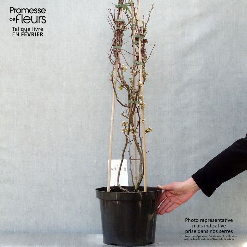 Exemplar von Zierquitte Toyo-Nishiki - Chaenomeles speciosa Topf mit 7,5L/10L wie im Winter geliefert