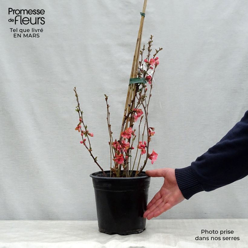 Example of Japanische Zierquitte Eximia - Chaenomeles Topf mit 4L/5L as you get in printemps
