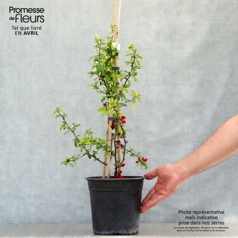Example of Zierquitte Hot Fire - Chaenomeles speciosa Topf mit 4L/5L as you get in printemps