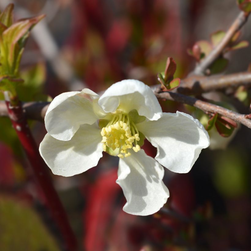 Zierquitte Jet Trail - Chaenomeles superba (Flowering)