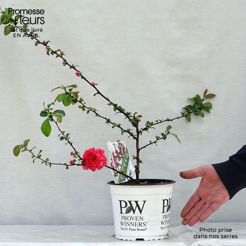 Example of Zierquitte Pink Storm - Chaenomeles speciosa Topf mit 2L/3L as you get in printemps