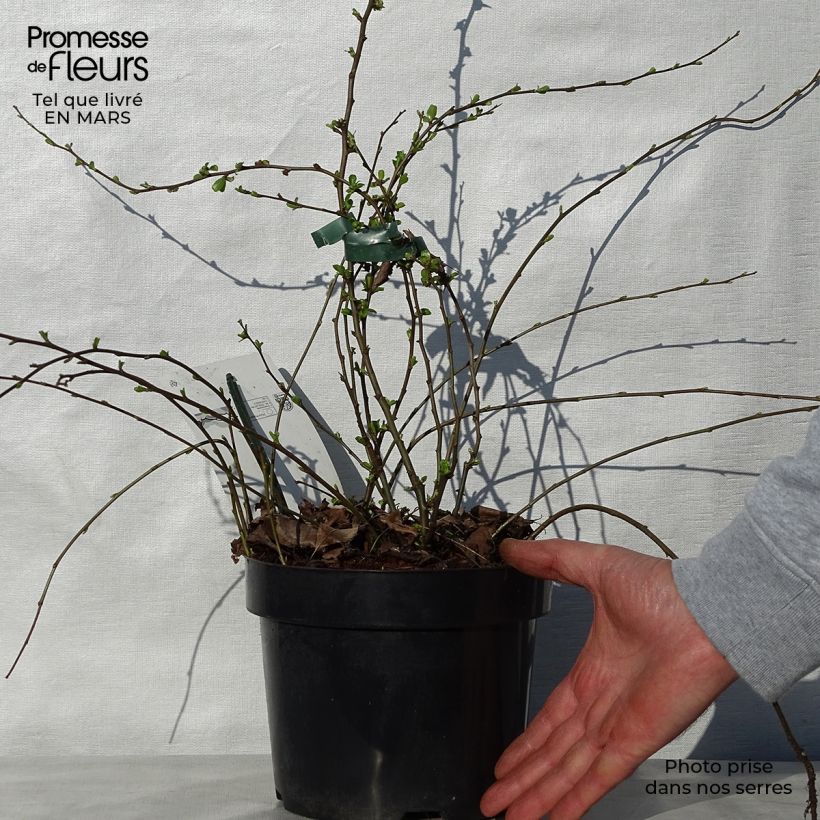 Example of Zierquitte Yukigoten - Chaenomeles speciosa Topf mit 3L/4L as you get in printemps