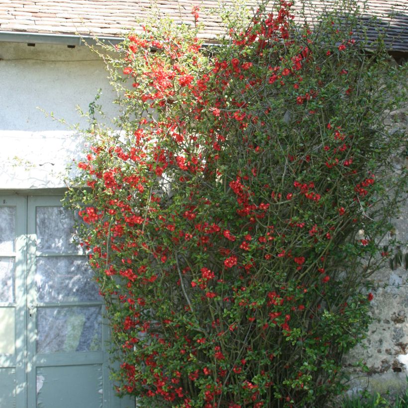 Zierquitte Fire dance - Chaenomeles speciosa (Plant habit)