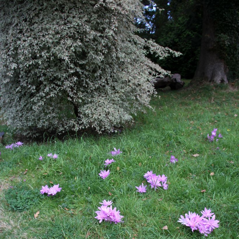 Colchicum autumnale Pleniflorum - Herbst-Zeitlose (Wuchs)