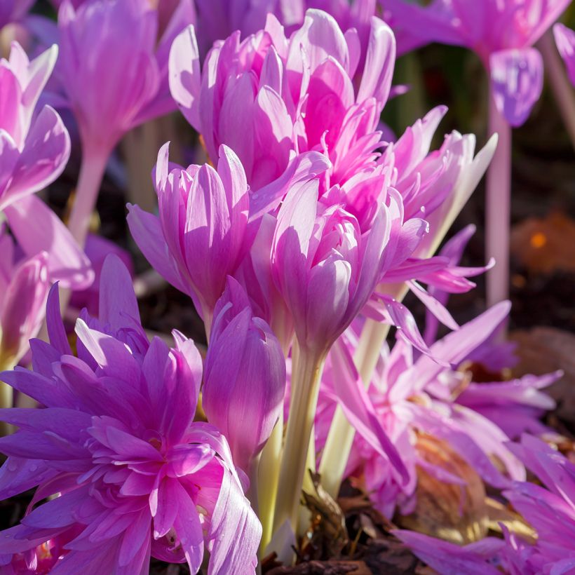 Colchicum Waterlily - Herbstzeitlose (Wuchs)