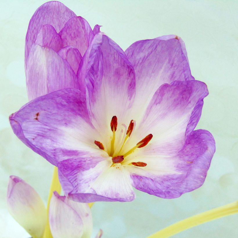 Colchicum autumnale Major - Herbst-Zeitlose (Foliage)