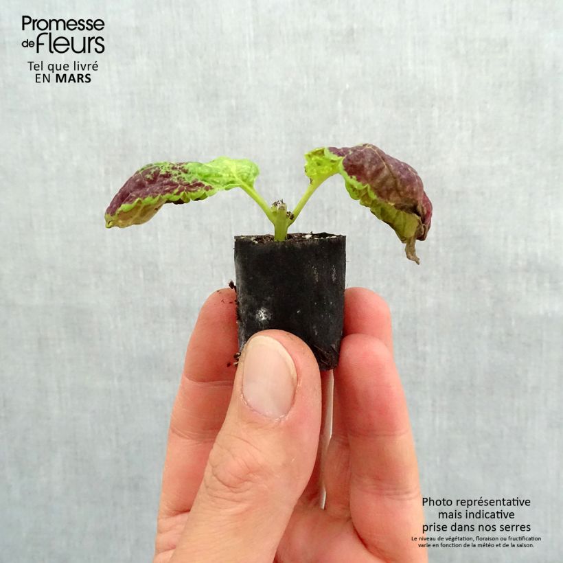 Example of Buntnessel Copinto Bloody Mary - Solenostemon Mini-Plug Ø 3/4 cm as you get in printemps