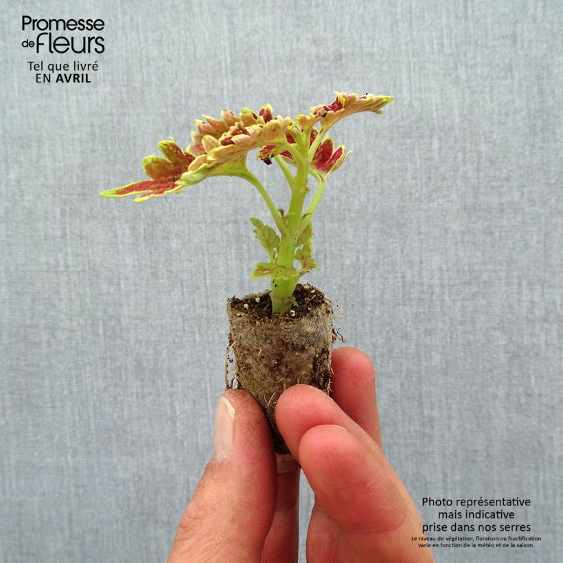 Example of Buntnessel Copinto Cuba Libre - Solenostemon Mini-Plug Ø 3/4 cm as you get in printemps