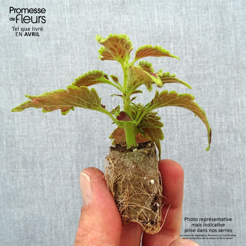 Example of Buntnessel Copinto Daiquiri - Solenostemon Mini-Plug Ø 3/4 cm as you get in printemps