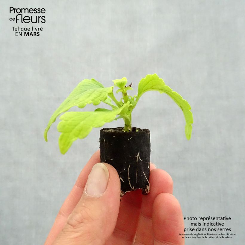 Exemplar von Buntnessel Copinto Margarita - Solenostemon Mini-Plug Ø 3/4 cm wie im Frühjahr geliefert