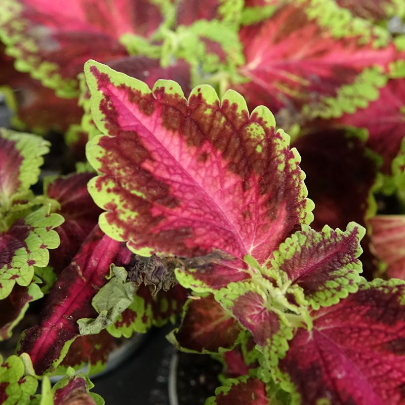Coleus Le Freak - Buntnessel (Laub)