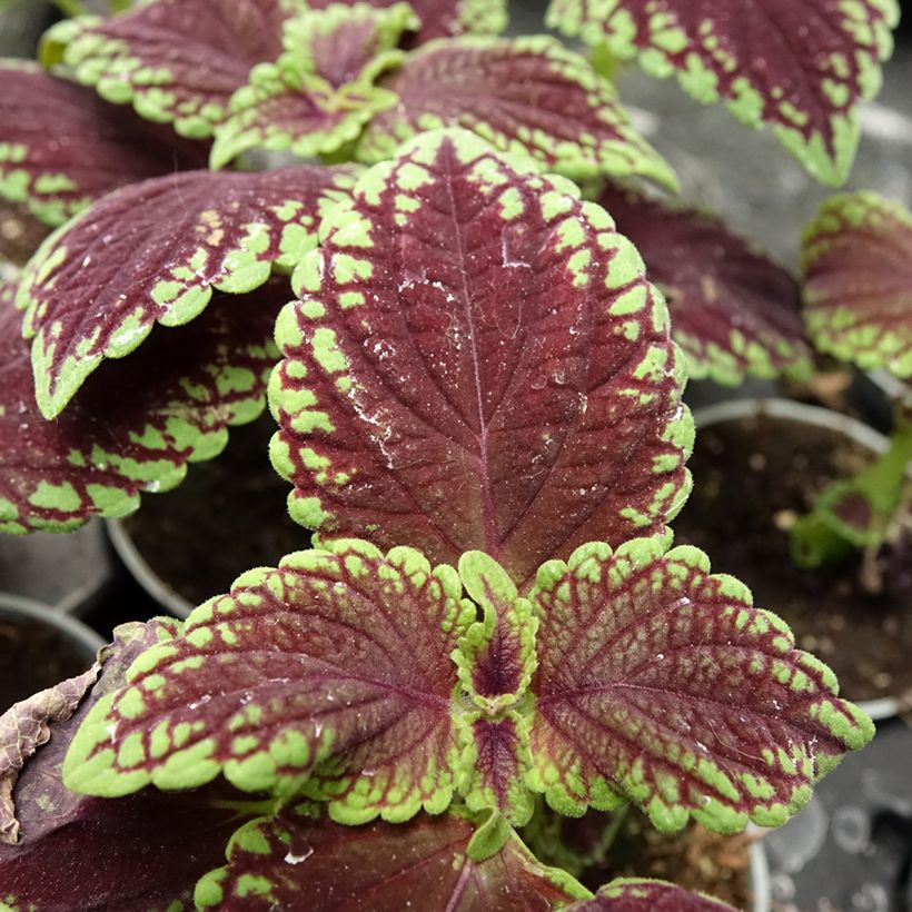 Coleus MS Abbey Road - Buntnessel (Foliage)