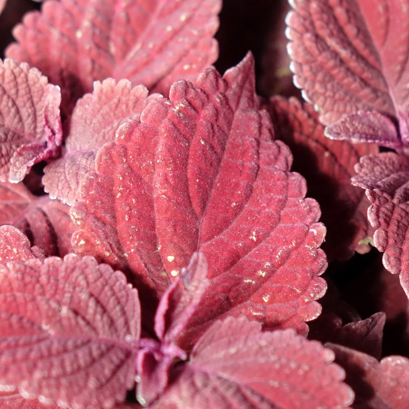 Coleus MS Second Street - Buntnessel (Foliage)