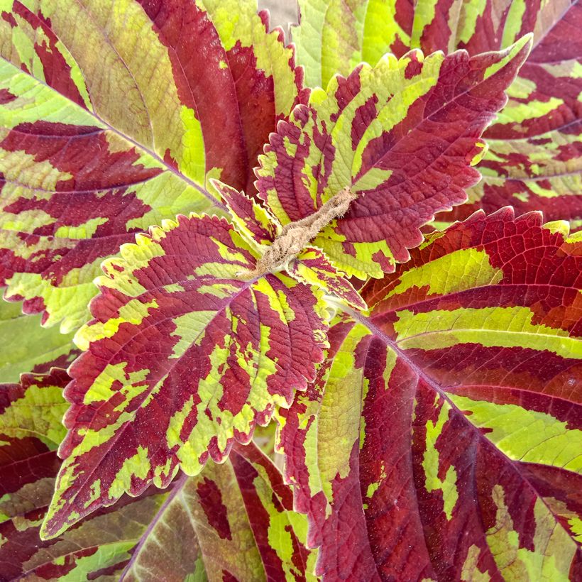 Buntnessel Premium Sun Mighty Mosaic - Solenostemon (Foliage)