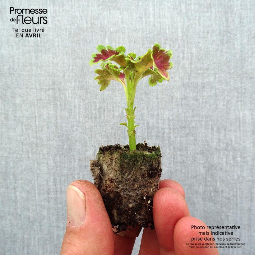 Example of Buntnessel Ruffles Copper - Solenostemon Mini-Plug Ø 3/4 cm as you get in printemps