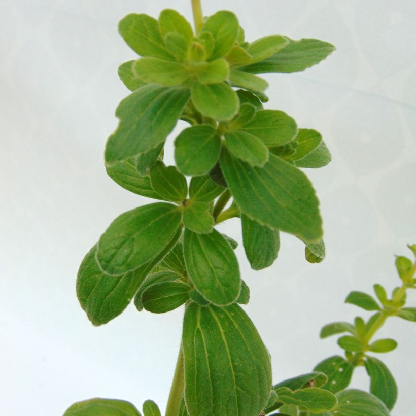 Verpiss-Dich-Pflanze - Plectranthus caninus (Foliage)