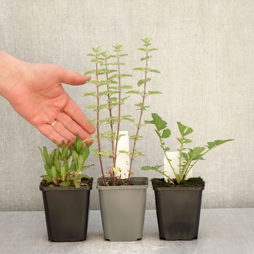 Exemplar von 3 unverzichtbare Stauden für den Sommer wie im Frühjahr geliefert