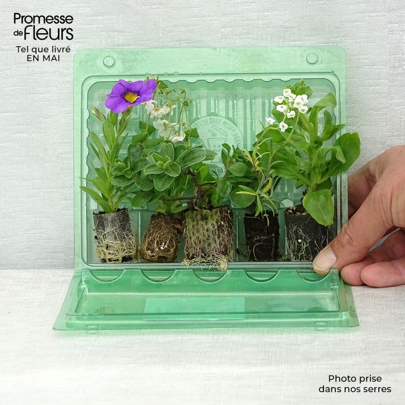 Example of Beerenbrunnen-Kollektion - 5 Sorten einjähriger Pflanzen as you get in printemps