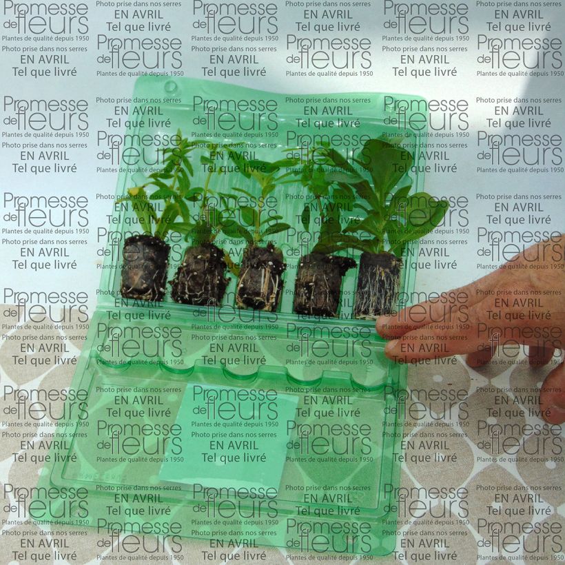 Example of Blue Wave Kollektion - 5 Sorten einjähriger Pflanzen as you get