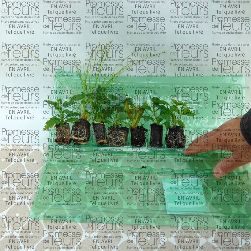 Example of Sammlung Weiße Blumenkästen - 7 Sorten einjähriger Pflanzen as you get