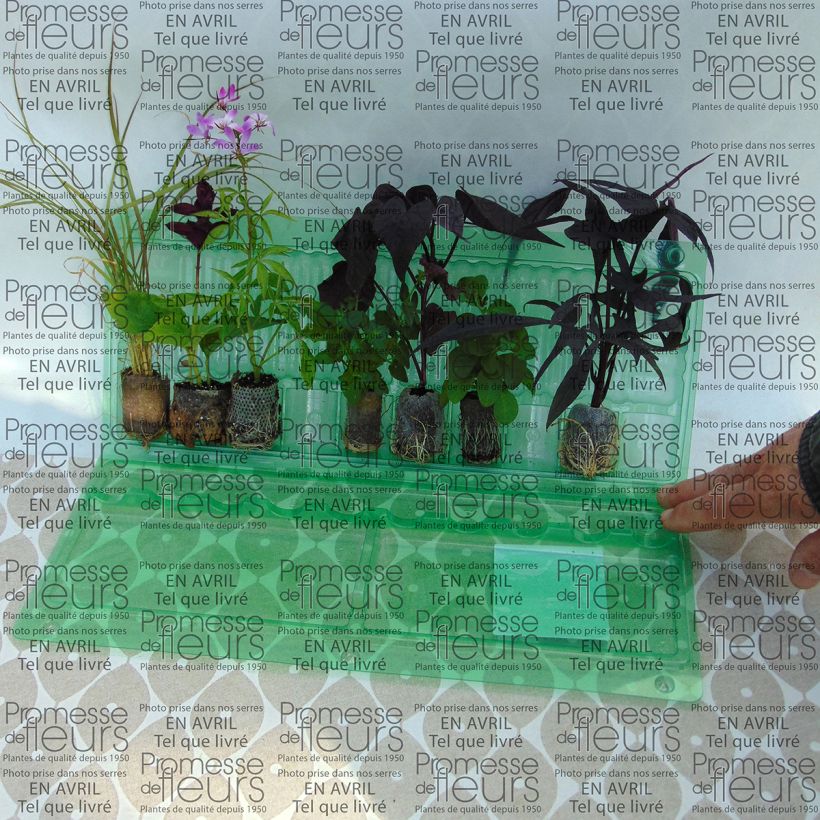 Example of Rosen-Pflanzensammlung - 7 Sorten einjähriger Pflanzen as you get