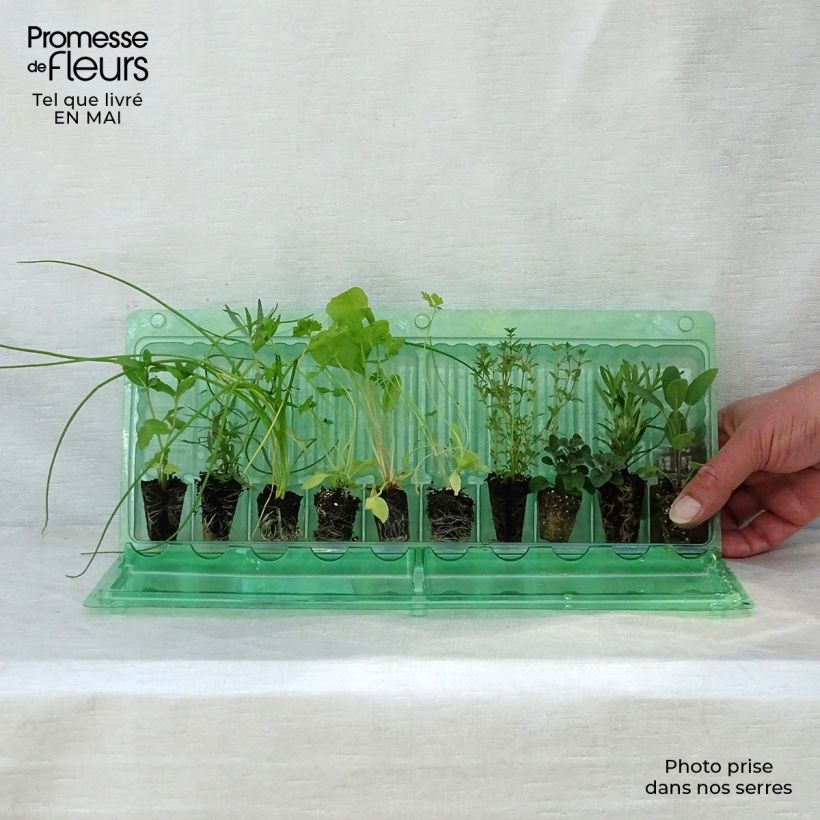 Example of Sammlung von 10 Kräuterpflanzen as you get in printemps