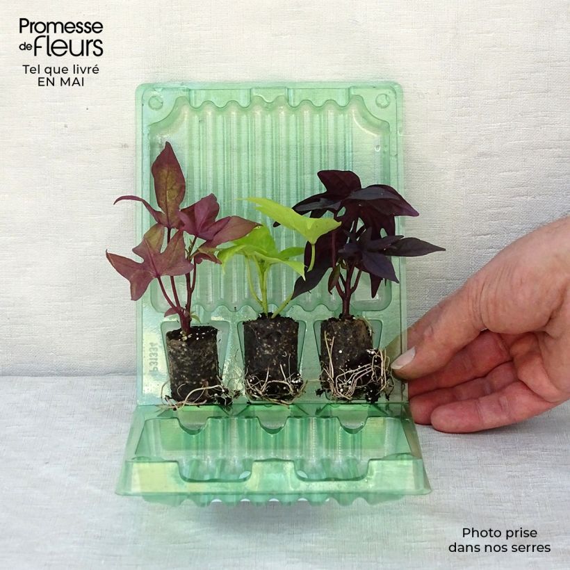 Exemplar von Collection de 3 Ipomées Sweet Caroline wie im Frühjahr geliefert