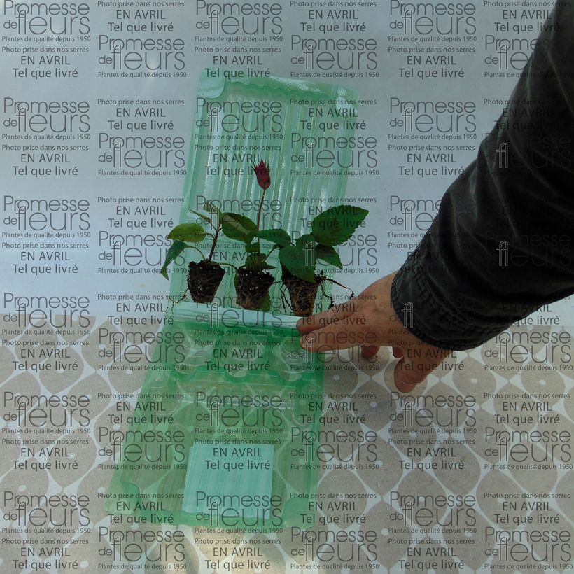 Example of Kollektion von 3 Hybrid-Salbeis der Sorte Wish as you get