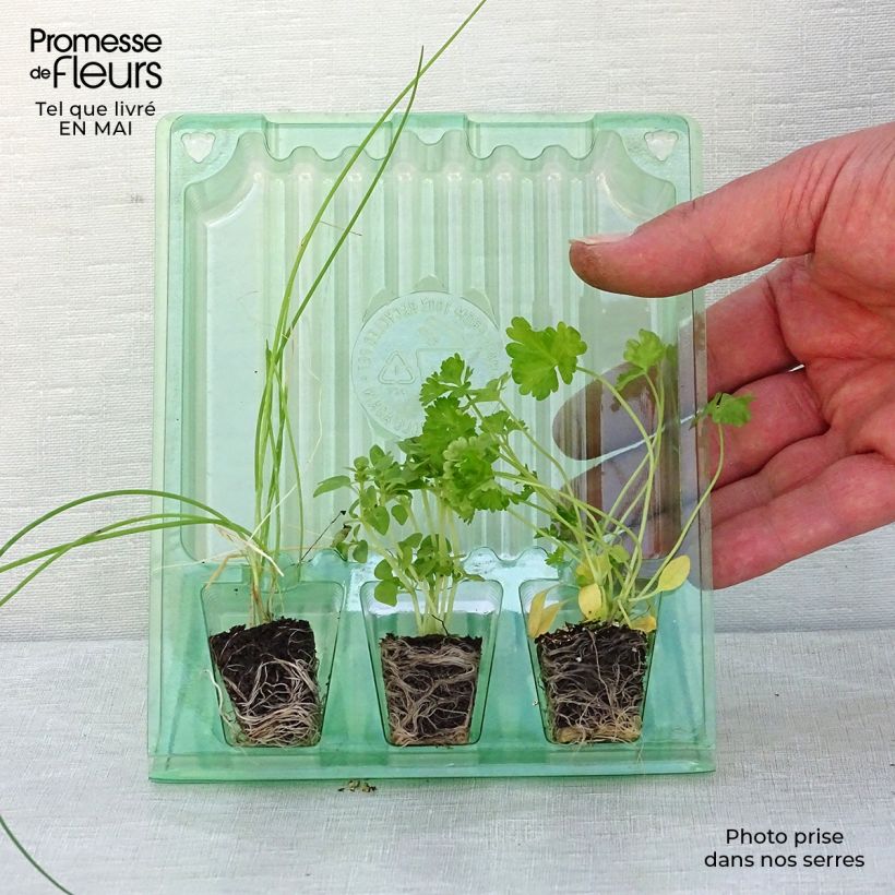 Example of Sammlung von 3 essentiellen Kräutern as you get in printemps