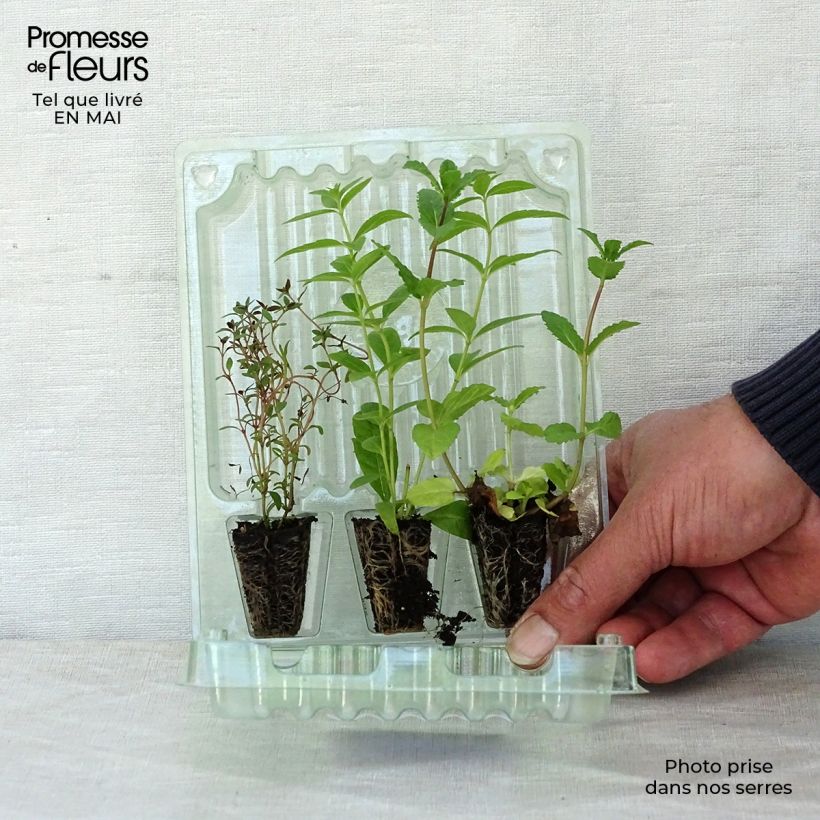 Example of Sammlung von 3 Kräutern für Tee und Aufgüsse in Pflanzen as you get in printemps