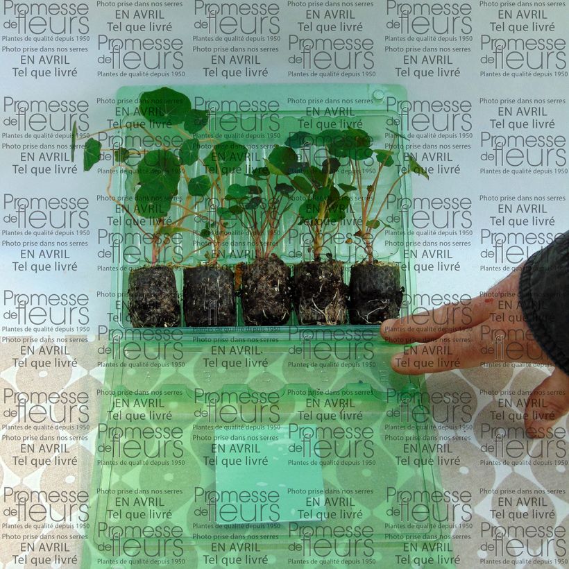 Beispiel eines Exemplars von Großen-Kapuzinerkressen-Kollektion wie geliefert