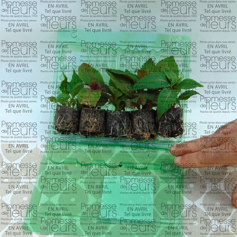 Beispiel eines Exemplars von Collection de 5 Impatiens Sunpatiens wie geliefert