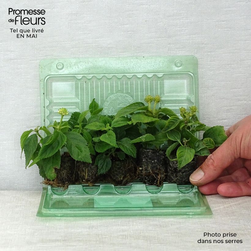 Exemplar von Collection de 5 Lantanas Camara rouge, jaune et blanc wie im Frühjahr geliefert