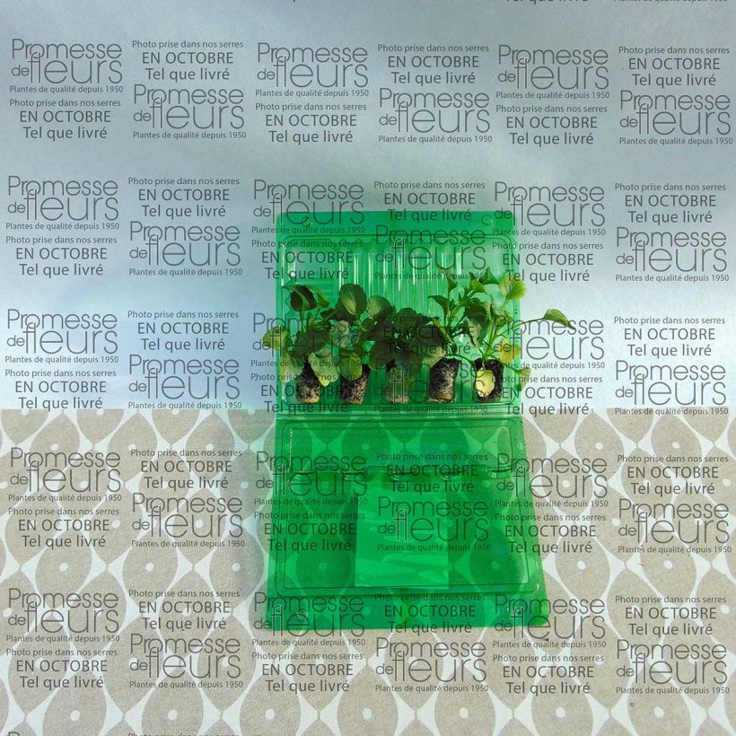 Beispiel eines Exemplars von Sammlung von 5 Stiefmütterchen Matrix Ruby Mix Mini-Pflanzen wie geliefert