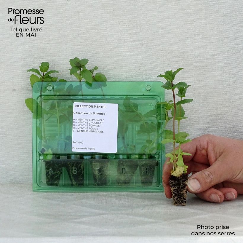 Example of Sammlung von 5 Minzsorten als Pflanzen as you get in printemps