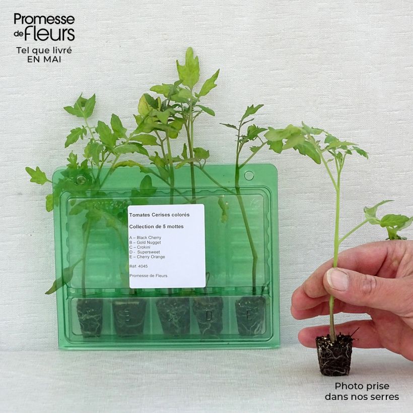 Example of Sammlung von 5 farbenfrohen Kirschtomatenpflanzen as you get in printemps