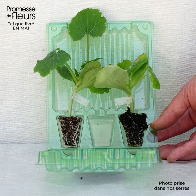 Exemplar von Duosammlung von 2 Veredelte Garten-Kürbissen in Pflanzen wie im Frühjahr geliefert