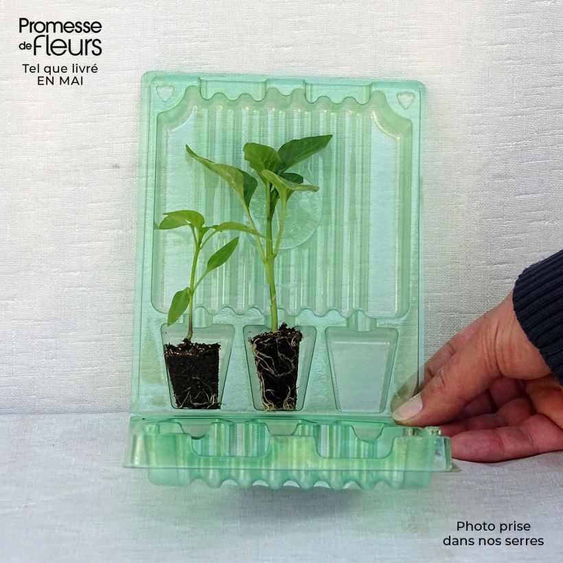 Example of Zweierpackung mit 2 Paprika-Pflanzen in rot und gelb, veredelt as you get in printemps