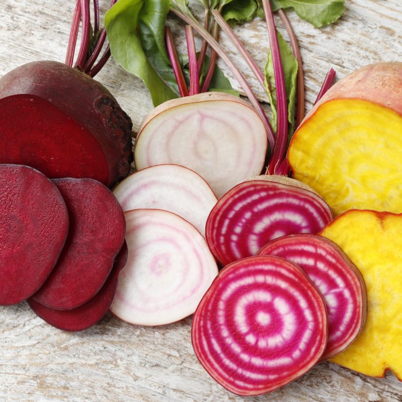 Bio-Sammlung von 4 bunten Rüben (Ernte)