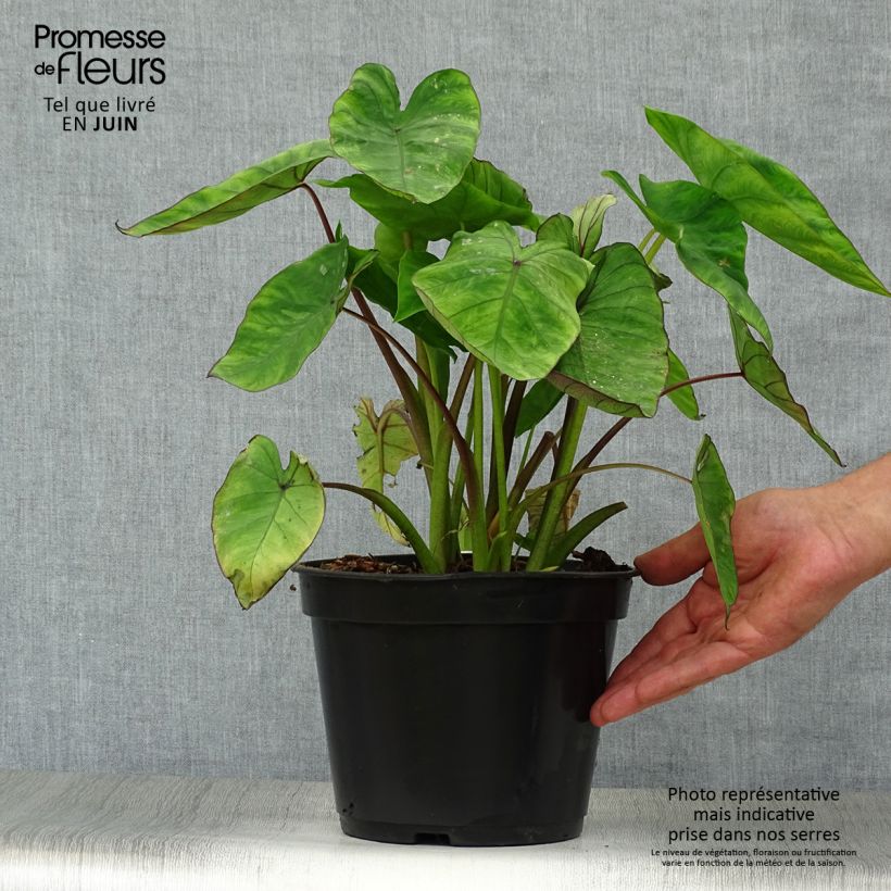 Exemplar von Colocasia Blue hawaii - Taro Topf mit 4L/5L wie im Sommer geliefert