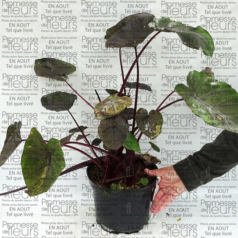 Beispiel eines Exemplars von Colocasia Dragon Heart Giant - Taro Topf mit 4L/5L wie geliefert