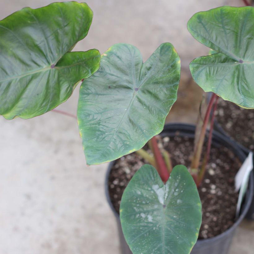 Colocasia Hawaiian Punch - Taro (Plant habit)