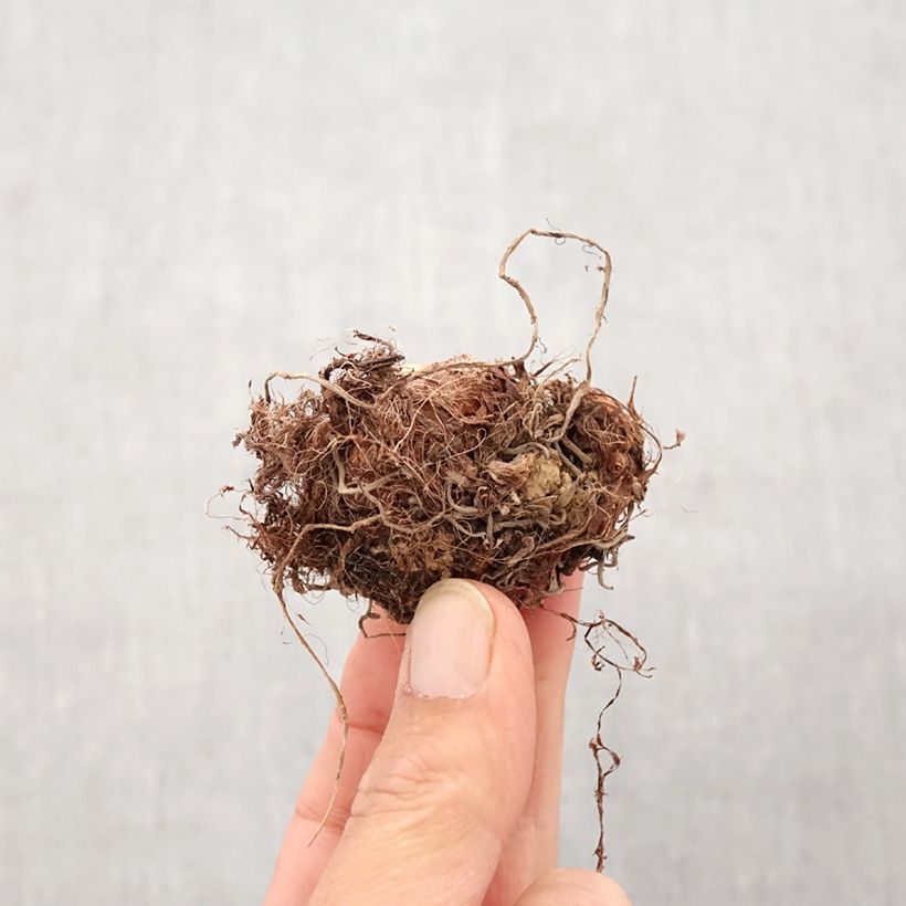 Exemplar von Colocasia Imperial Gigante - Taro Zwiebel wie im Frühjahr geliefert