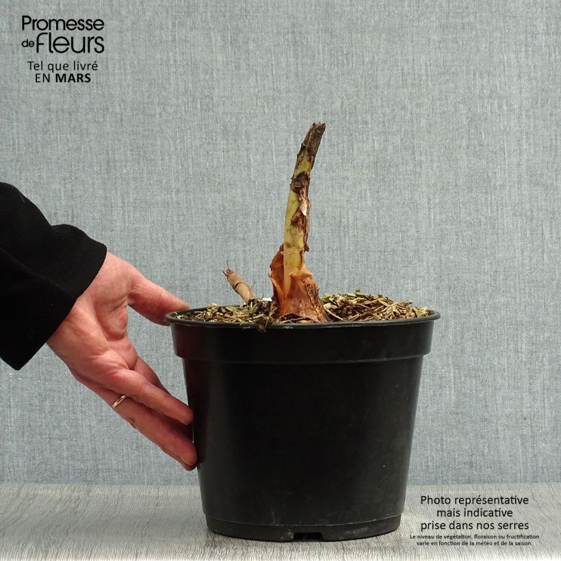 Exemplar von Colocasia Jack's Giant - Taro Topf mit 3L/4L wie im Frühjahr geliefert