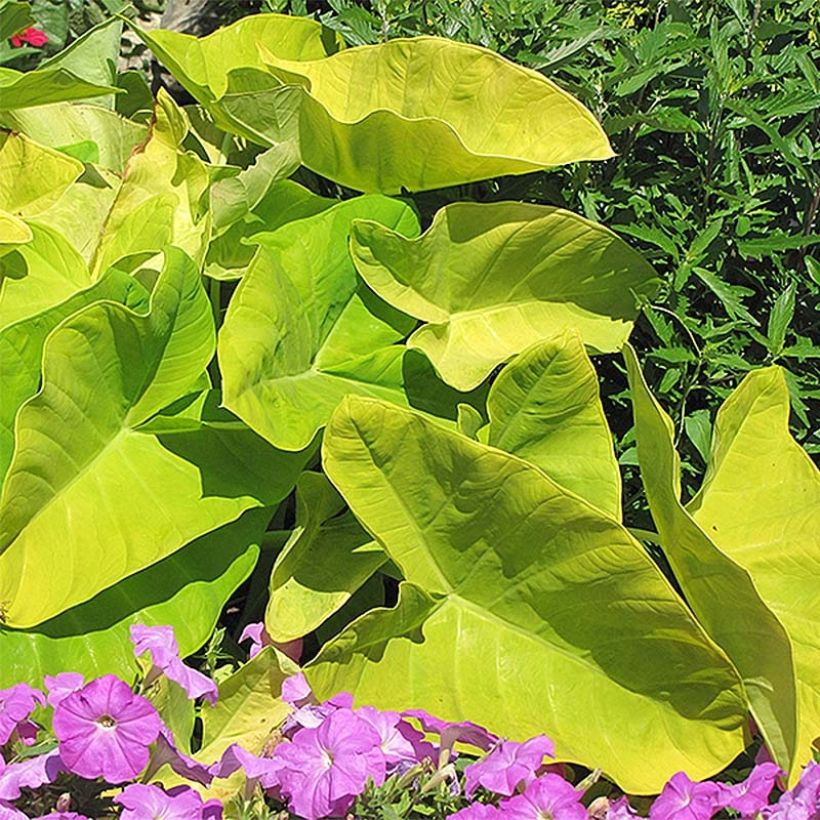 Colocasia Maui Gold - Taro (Wuchs)