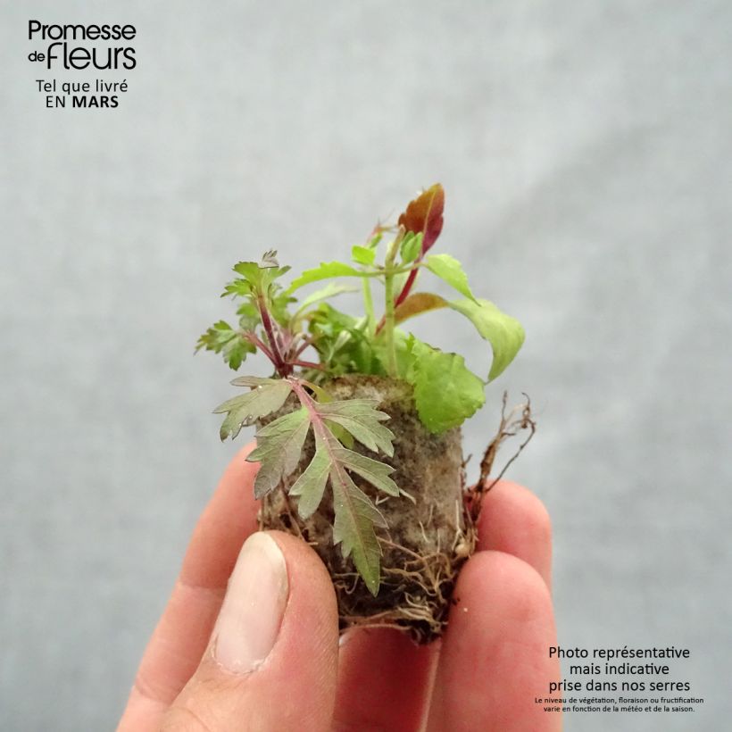 Exemplar von Zusammensetzung Bee Fabulous - Set aus 3 Pflanzen Mini-Plug Ø 3/4 cm wie im Frühjahr geliefert